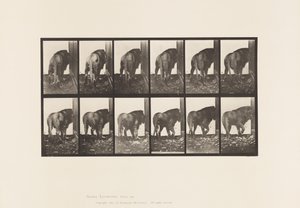 Placa 724. Leão; Caminhando, Virando de Eadweard Muybridge