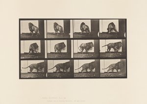 Placa 725. Leão; Caminhando, Virando de Eadweard Muybridge