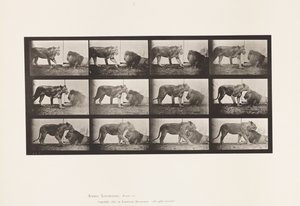 Placa 727. Lioness; Walking; Lion; Lying Down de Eadweard Muybridge