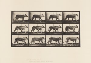 Placa 728. Lioness; Walking; Lion; Lying Down de Eadweard Muybridge