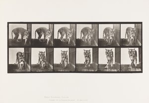Prato 730. Tigresa; Caminhada; Volta de Eadweard Muybridge