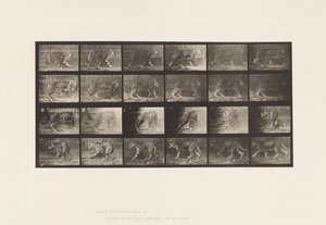 Placa 731. Jaquar; A, Caminhando; B, Dando a Volta de Eadweard Muybridge