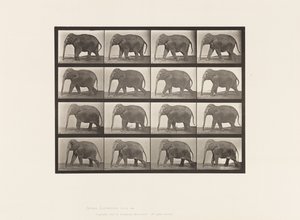 Placa 732. Elefante; Andar a pé de Eadweard Muybridge