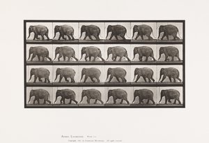 Placa 733. Elefante; Andar a pé de Eadweard Muybridge