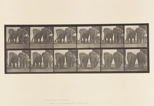 Prato 734. Elefantes; Dois, Caminhando de Eadweard Muybridge