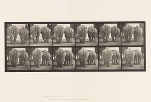 Prato 735. Elefantes; Dois, Caminhando de Eadweard Muybridge