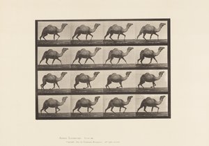 Placa 736. Camelo Egípcio; Racking de Eadweard Muybridge