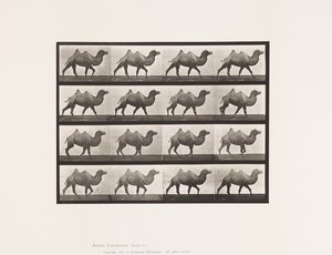 Placa 737. Camelo Bactriano; Caminhada de Eadweard Muybridge