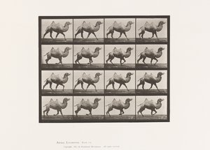 Placa 738. Camelo Bactriano; Racking de Eadweard Muybridge