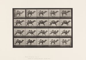 Placa 740. Camelo Bactriano; (Jovem), Galloping de Eadweard Muybridge