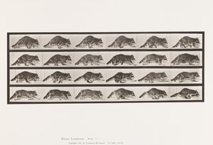 Prato 744. Raccoon; Caminhada; Mudança para Galloping de Eadweard Muybridge