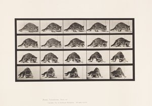 Placa 745. Raccoon; Caminhando; e Dando a Volta de Eadweard Muybridge