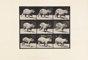 Prato 746. Capivara; Andar a pé de Eadweard Muybridge