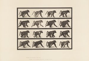 Placa 747. Babuíno; Caminhando em todas as quatro de Eadweard Muybridge