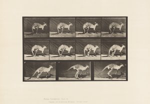 Placa 751. Canguru; Caminhando em Todos os Quatros; Mudança para Salto de Eadweard Muybridge