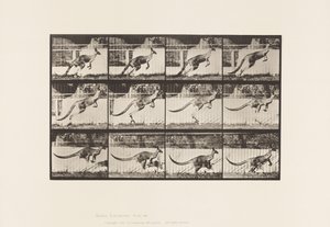 Prato 752. Canguru; Salto de Eadweard Muybridge