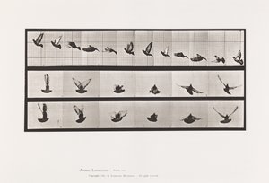 Placa 755. Pombo; Pombinho a voar de Eadweard Muybridge