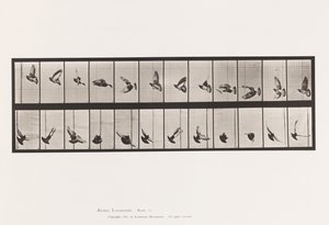 Placa 756. Pombo; Pombinho a voar de Eadweard Muybridge