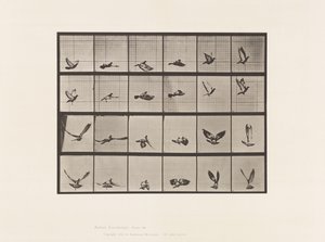 Prato 757. Pombo; Pombinho a voar de Eadweard Muybridge