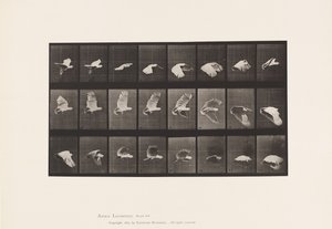 Prato 758. Cockatoo; Voando de Eadweard Muybridge