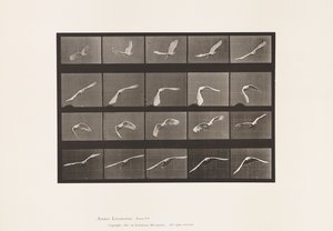 Placa 760. Cockatoo; Voando de Eadweard Muybridge