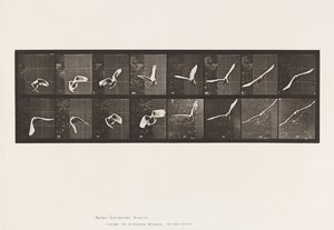 Prato 761. Cockatoo; Voando de Eadweard Muybridge
