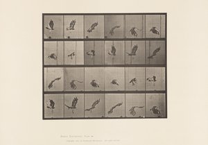 Placa 763. Falcão de cauda vermelha; Voando de Eadweard Muybridge