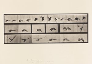 Placa 768. Abutre; Voar de Eadweard Muybridge