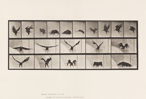 Prato 769. Águia Americana; Voando de Eadweard Muybridge