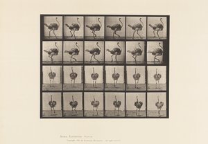 Placa 772. Avestruz; Andar a pé de Eadweard Muybridge