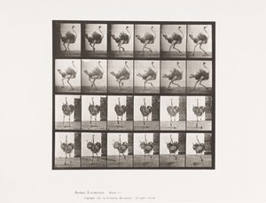 Prato 773. Avestruz; Corrida de Eadweard Muybridge