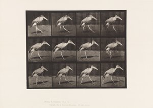 Prato 774. Ajudante; Andar a pé de Eadweard Muybridge