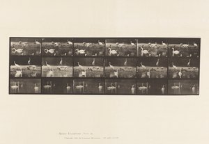 Placa 776. Cisnes, etc., A, B, C de Eadweard Muybridge