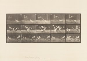 Placa 778. Cegonhas; etc, A, B, C de Eadweard Muybridge