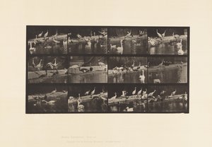 Prato 779. Cegonhas; Cisnes, etc. de Eadweard Muybridge