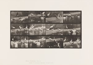 Placa 780. Cegonhas; Cisnes, etc. de Eadweard Muybridge