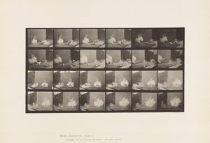 Placa 781. Frangos; Assustados pelo Torpedo de Eadweard Muybridge
