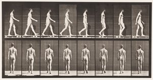 Placa 8. Caminhando de Eadweard Muybridge