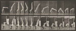 Placa número 371. Acrobat, vertical "press up",1887 (foto) de Eadweard Muybridge
