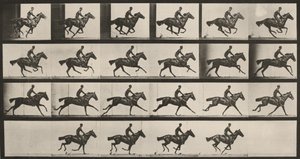 Prancha número 625. «Bouquet» a galope de Eadweard Muybridge