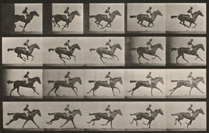 Prancha número 627. «Annie G.» a galope de Eadweard Muybridge