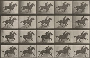 Prancha número 628. «Daisy» a galope de Eadweard Muybridge
