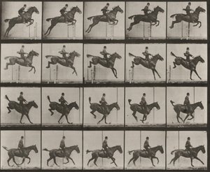 Prancha número 637. «Daisy» a saltar um obstáculo, selada, a transpô-lo, a aterrar e a recuperar de Eadweard Muybridge
