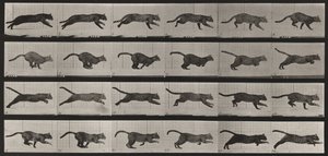 Prancha número 720. Gato; a galope de Eadweard Muybridge