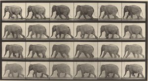 Placa número 733. Elefante andando de Eadweard Muybridge