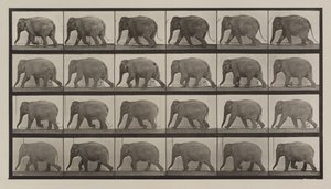 Placa número 733. Elefante andando de Eadweard Muybridge