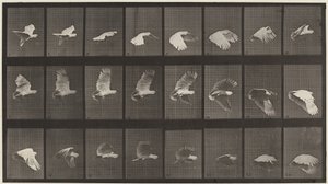 Placa número 758. Catatua voando, 1887 (foto) de Eadweard Muybridge