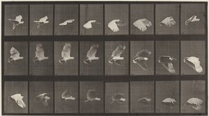 Placa número 758. Cacatua voando de Eadweard Muybridge