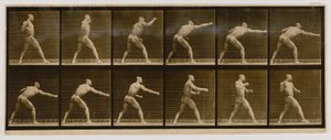 Pugilista a desferir um golpe, do livro Animal Locomotion de Eadweard Muybridge