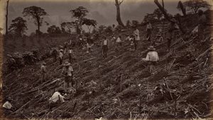 Instalação de uma plantação de café em Antígua de Guatemala,1875, publicado em 1877 (foto) de Eadweard Muybridge